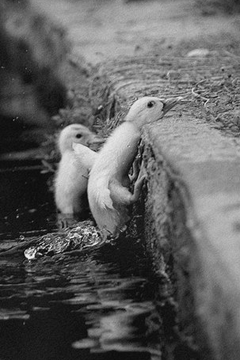 ducks