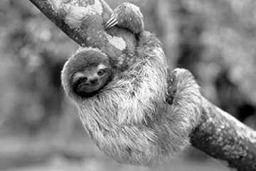 sloth