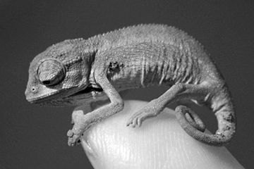 chameleon