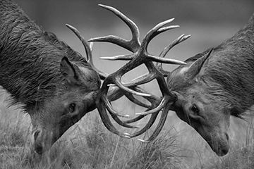 conflict